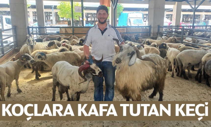 Koçlara Kafa Tutan Keçi
