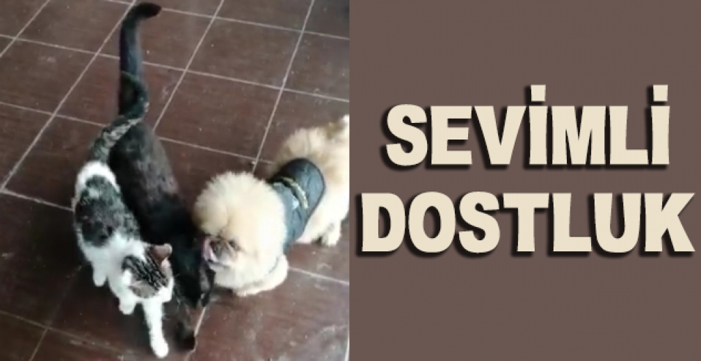 Köpek, Kedileri Yalamaya Doyamadı