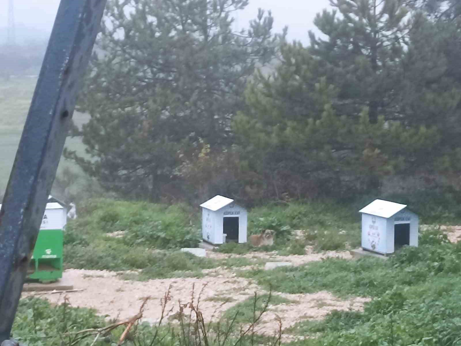 Köpekler Ölüyor, İnsanlar Korkuyor