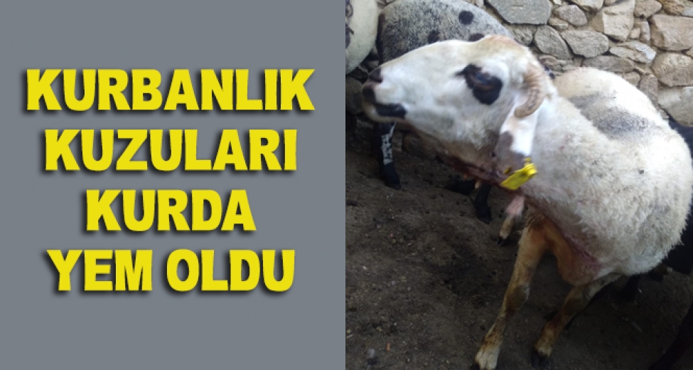 Kurbanda Satmaya Hazırlandığı Kuzularını Kurt Yedi