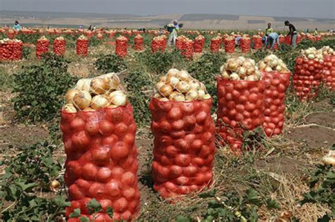 Kuru soğan nasıl 30 TL oldu?