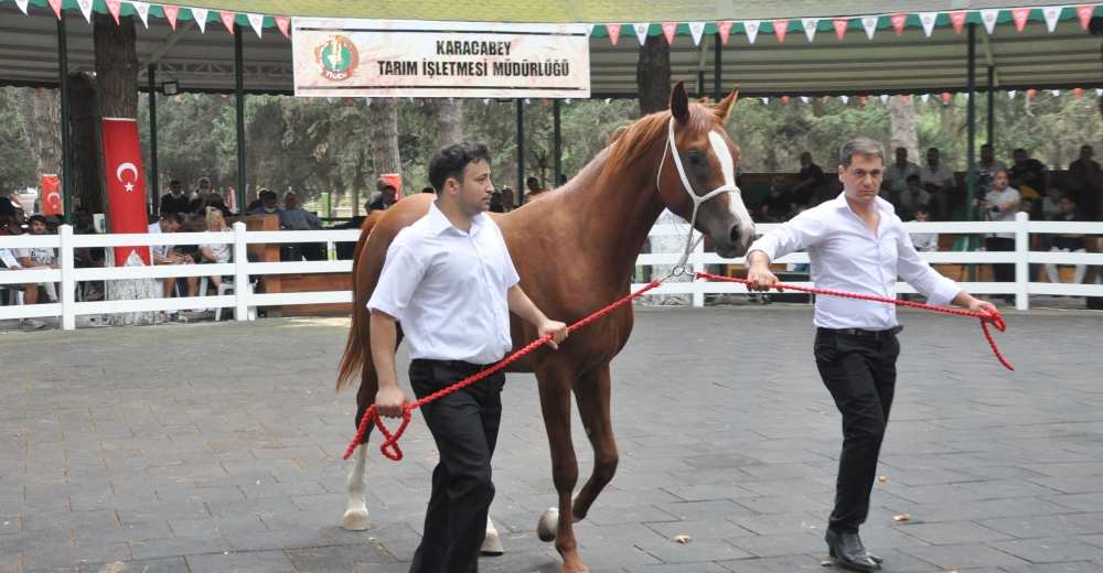 Lüks Daire Fiyatına Tay
