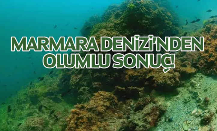 Marmara Denizi'nde koruma çalışmaları sonuç verdi; biyoçeşitlilikte artış var