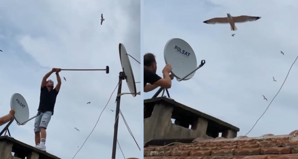 Martılar Anten Tamircisini Çatıda Rahat Bırakmadı