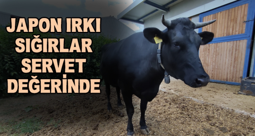 Masaj Yaparak Büyüttüğü Hayvanların Kilosunu Bin 200 Dolardan Satıyor