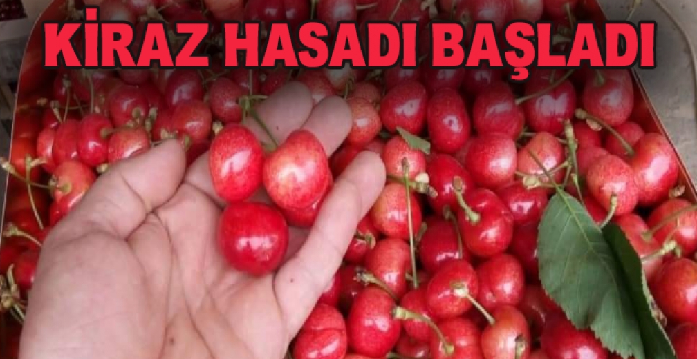 Mevsimin İlk Karabodur Kirazı Görücüye Çıktı