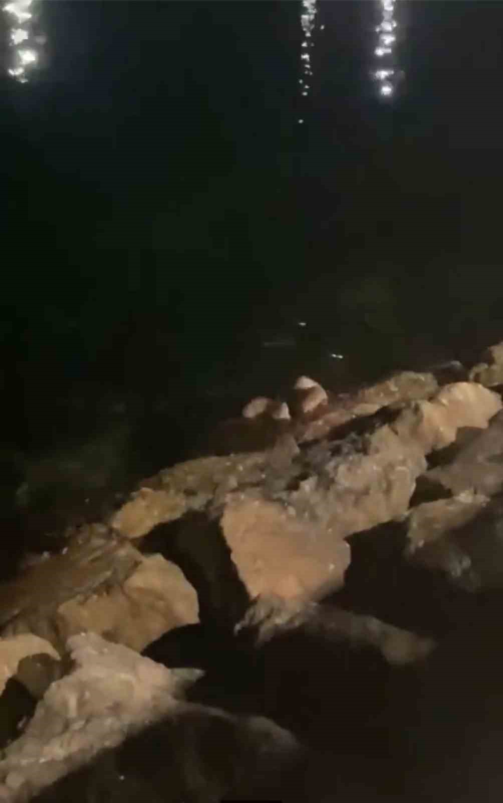 Mudanya Sahilinde Su Samurları Görüldü