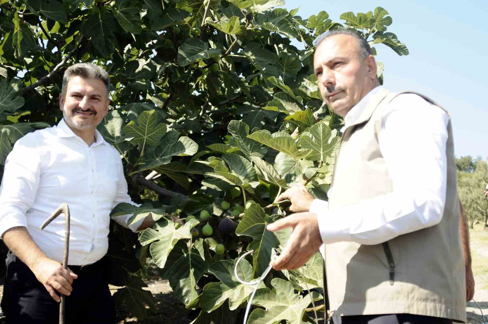 Mudanyada Kraliçe İncirinin Hasadı Başladı