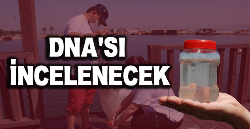 Müsilaja Neden Olan Mikroorganizmaların DNA'sı İncelenecek