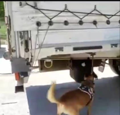 Narkotik Köpeği Buldu Tır Dorsesinde Yakalandı