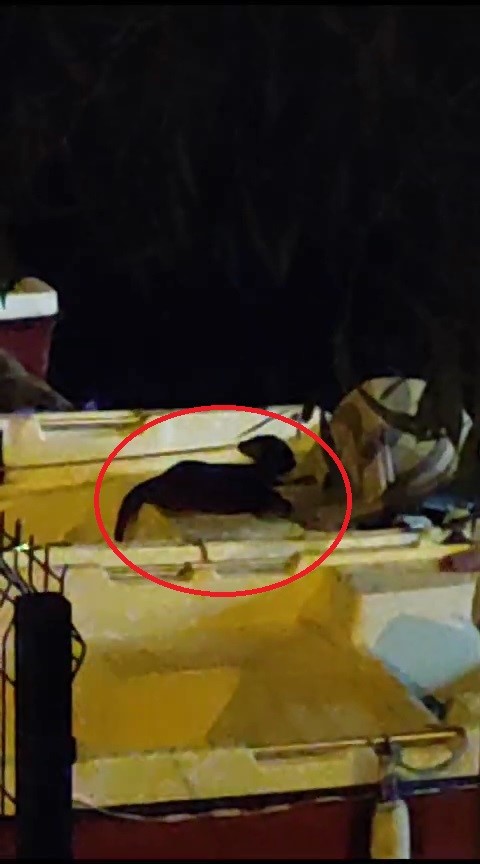 Nesli Tükenme Tehlikesinde Olan Su Samuru Bursada Görüntülendi