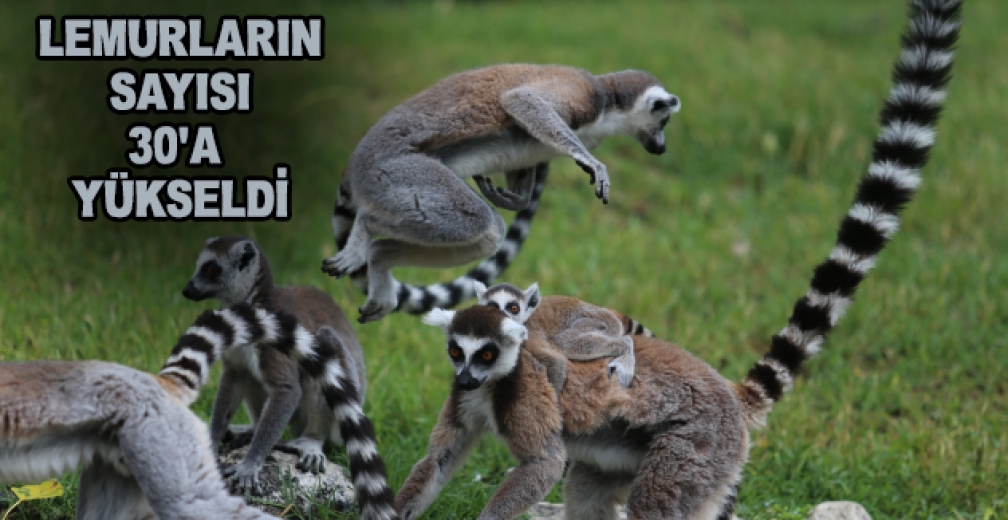 O Sevimlilerin Sayısı 30'a Çıktı