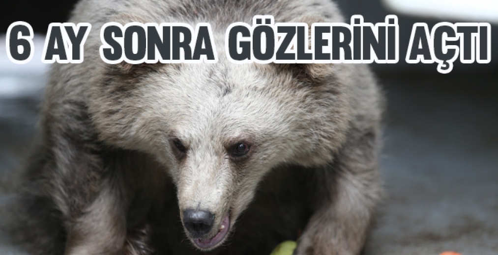 O Yavru 6 Ay Sonra Gözlerini Açtı