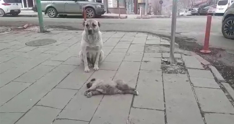 Ölen Yavrusunun Başında Ayrılmadı