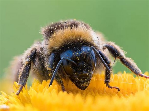 Ordu'da bombus arısı üretildi!