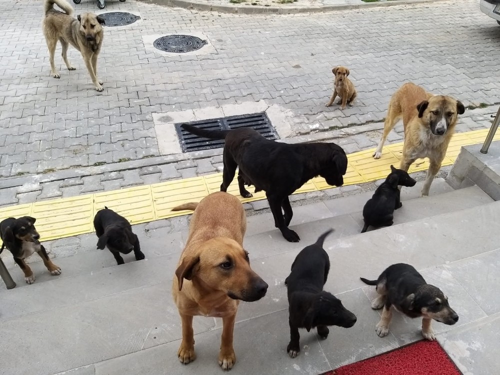 Orhanelide Sahipsiz Köpekler Toplandı