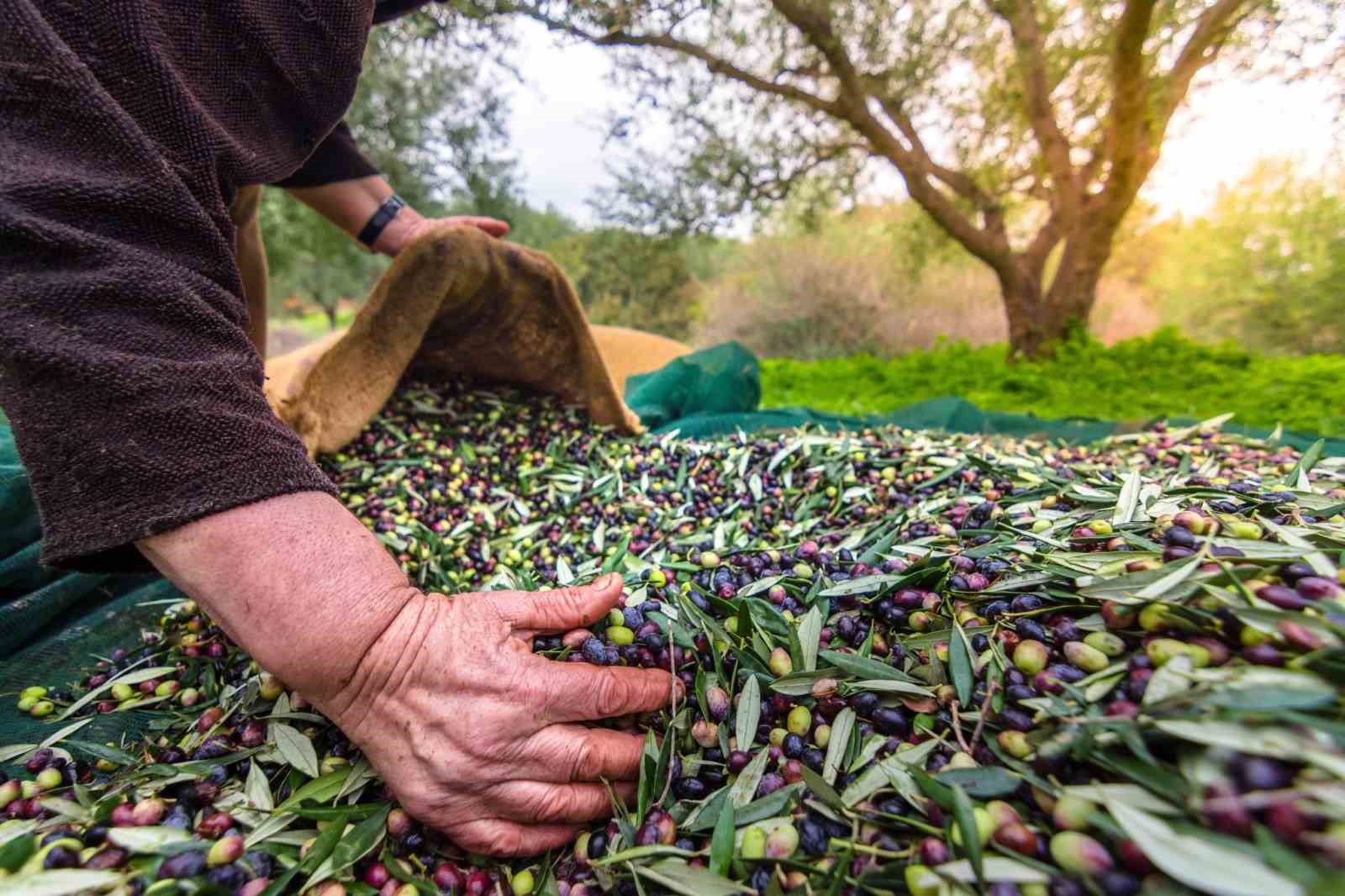 Orhangazide Zeytin Rekolte Beyanı 2 Bin 600 Tonu Buldu