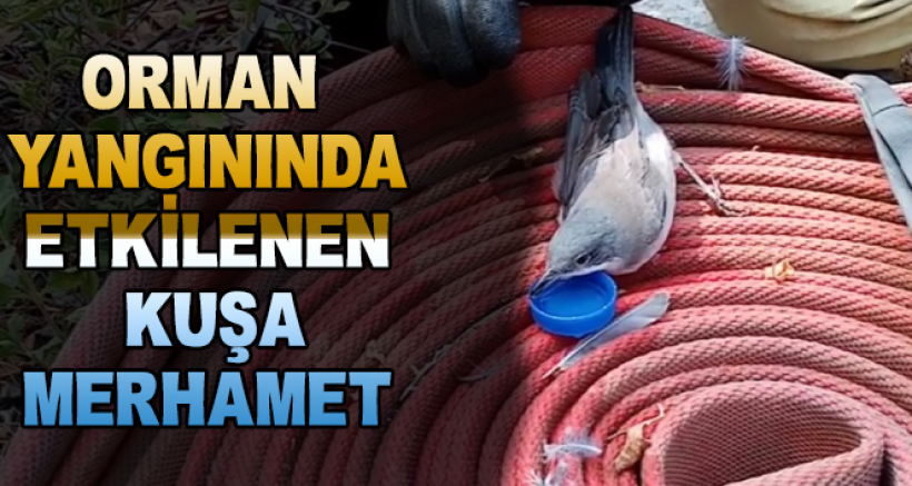 Orman Yangınından Etkilenen Kuşa Merhamet