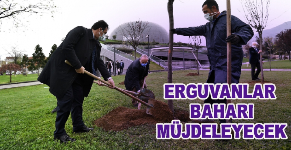 Osmangazi Erguvan Çiçekleri İle Renklenecek