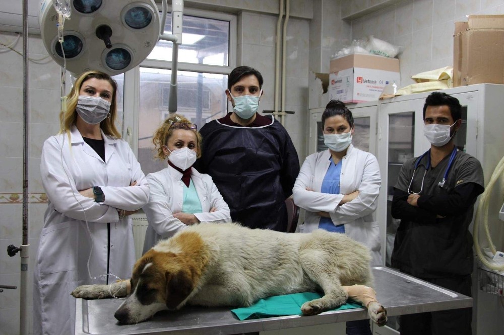 Otomobil'in Çarptığı Köpeği Hayata Döndürdüler