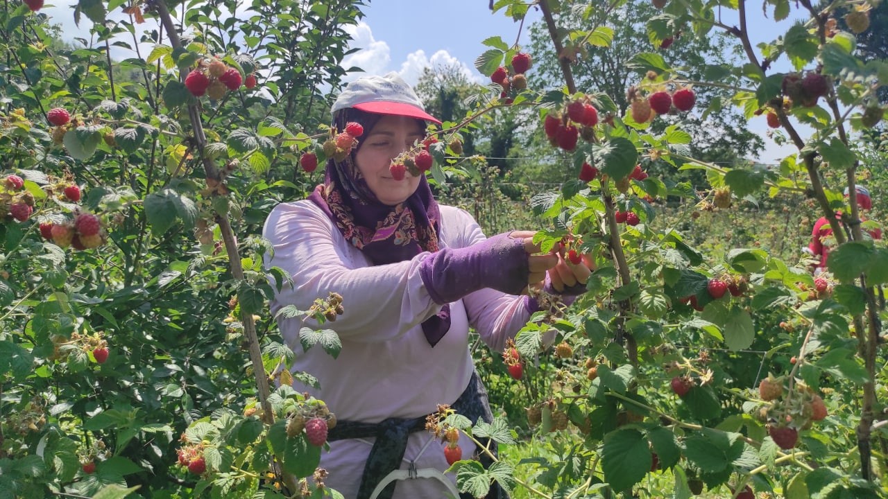 Ahududu Hasadı Üreticinin Yüzünü Güldürdü