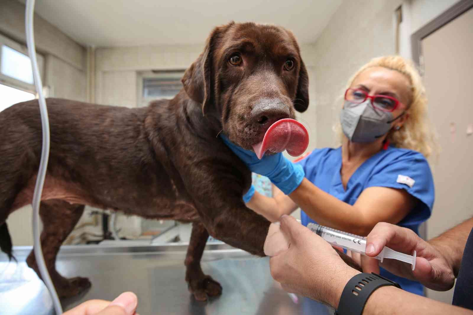 Bursa'da İlk Kez Bir Köpek, Hücre Kök Tedavisiyle Sağlığına Kavuştu