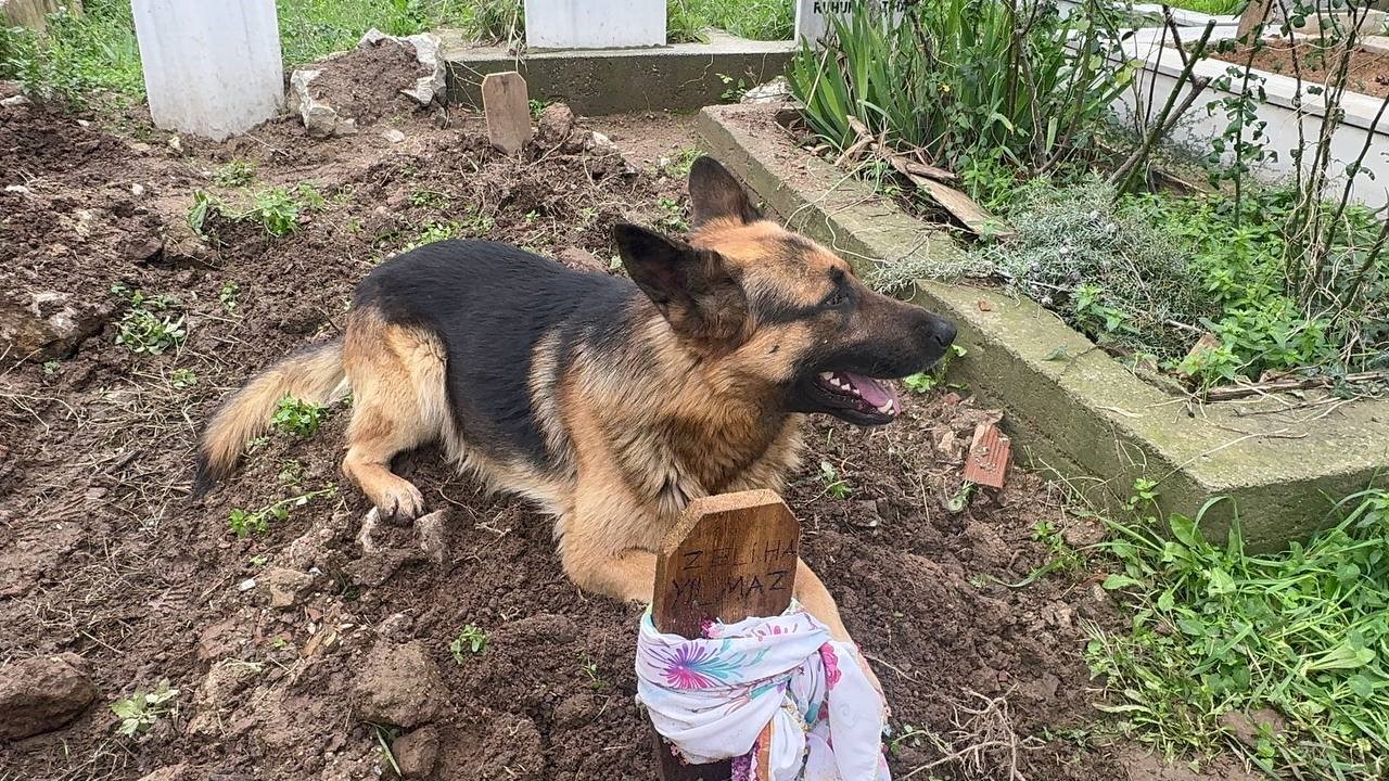 (Özel) Evladı Gibi Baktığı Köpeği 52 Gündür Mezarından Ayrılmıyor