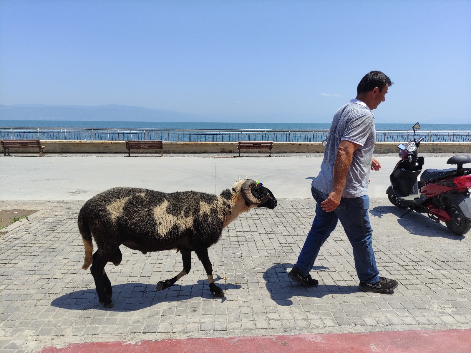 Koyunların Efendisi