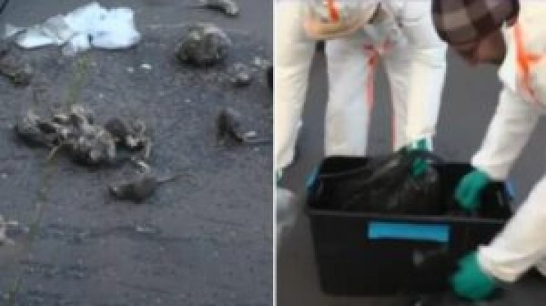 Paris'te grevdeki kanalizasyon çalışanları, belediyenin önüne fare ölüleri yığdı