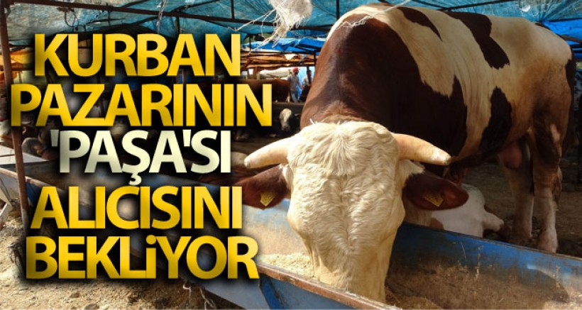 Paşaların Paşası Alıcısını Bekliyor