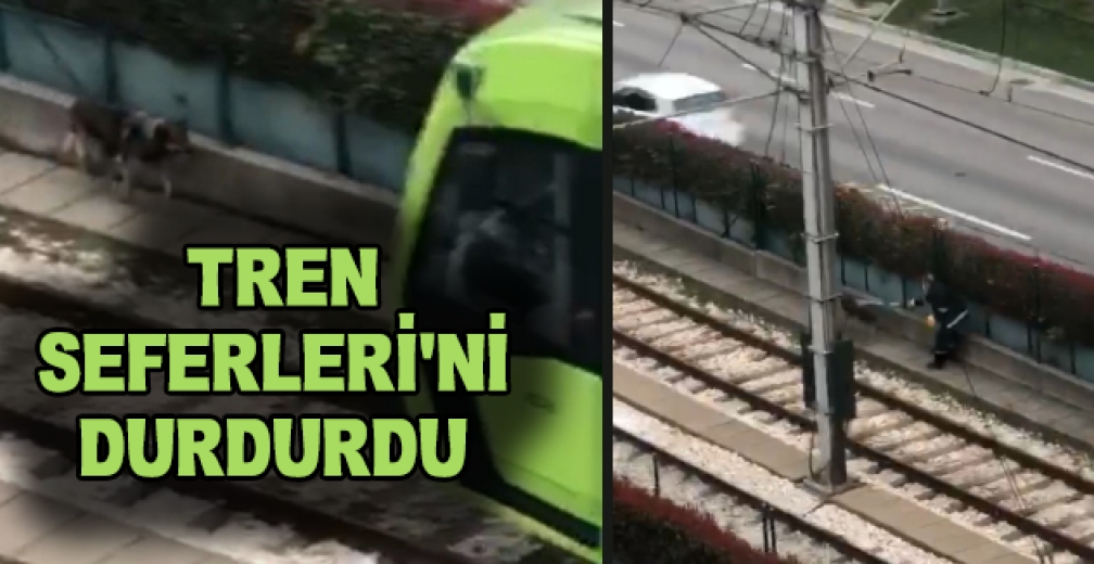 Raylara Giren Davetsiz Misafir Binlerce İnsanın Yolculuğunu Aksattı