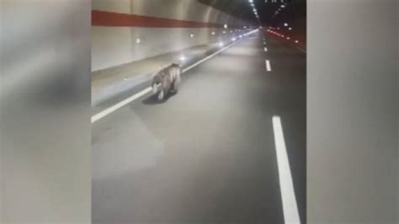 Rize'de tünelde dört nala koşan ayı cep telefonu kamerasında