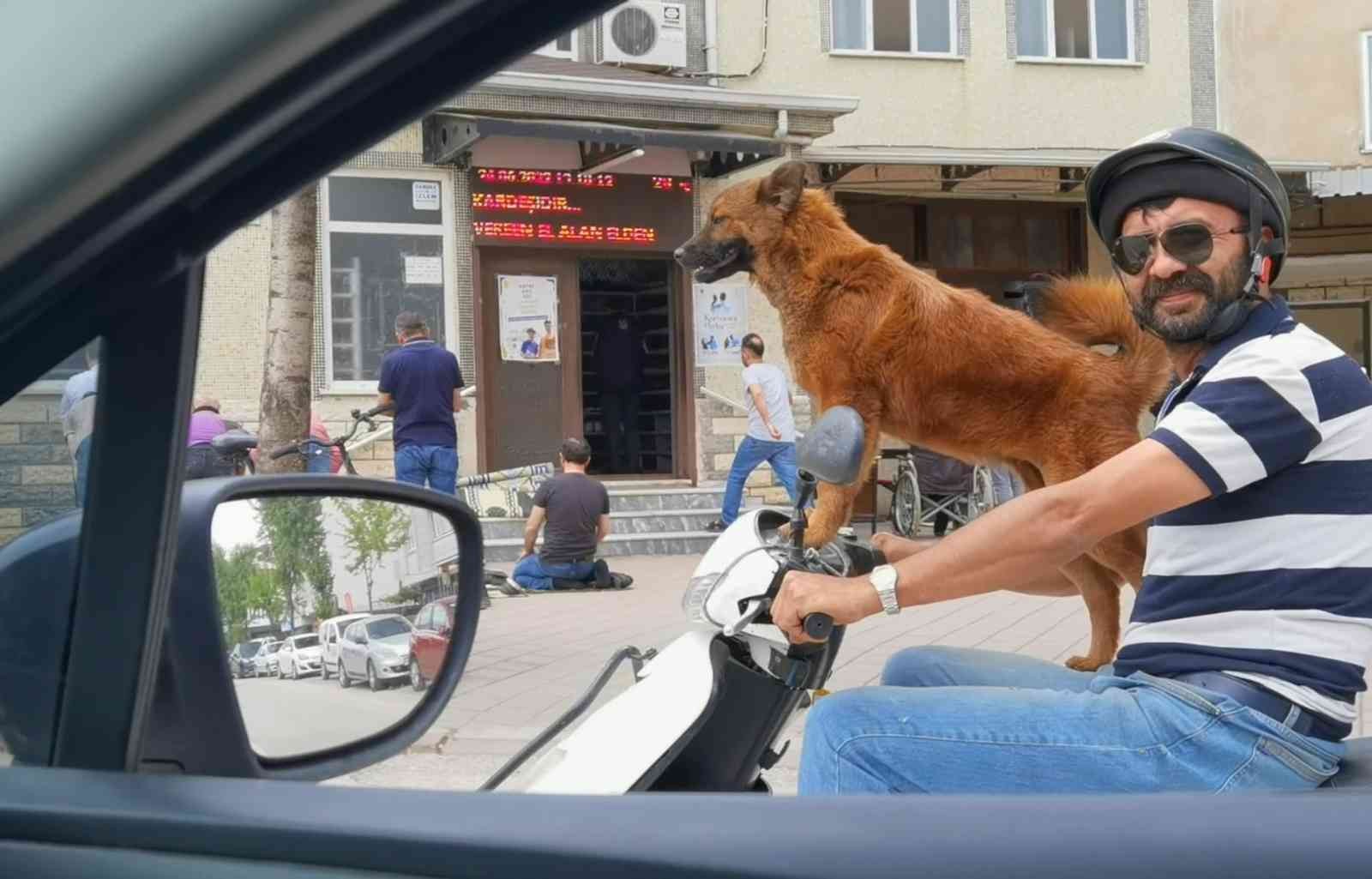 Sahibinin Motosikleti Üzerinde Yolculuk Yapan Köpek İlgi Çekti