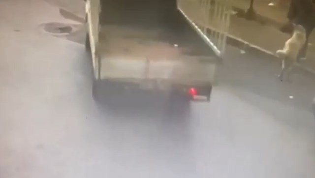 Sahipli Köpeği Kamyonetle Çaldılar