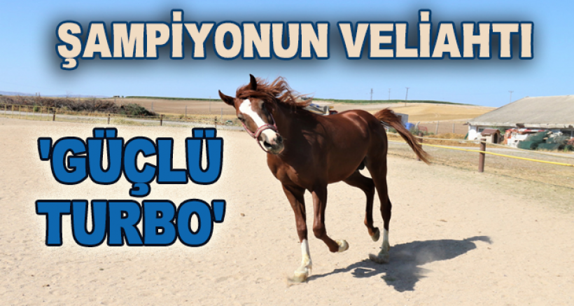 Şampiyonun Veliahtı Yarışlara Böyle Hazırlanıyor