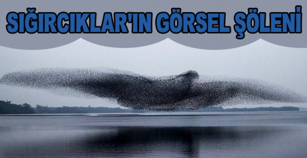 Sığırcık Kuşları'nın Gökyüzündeki Toplu Şöleni Fotoğraflandı