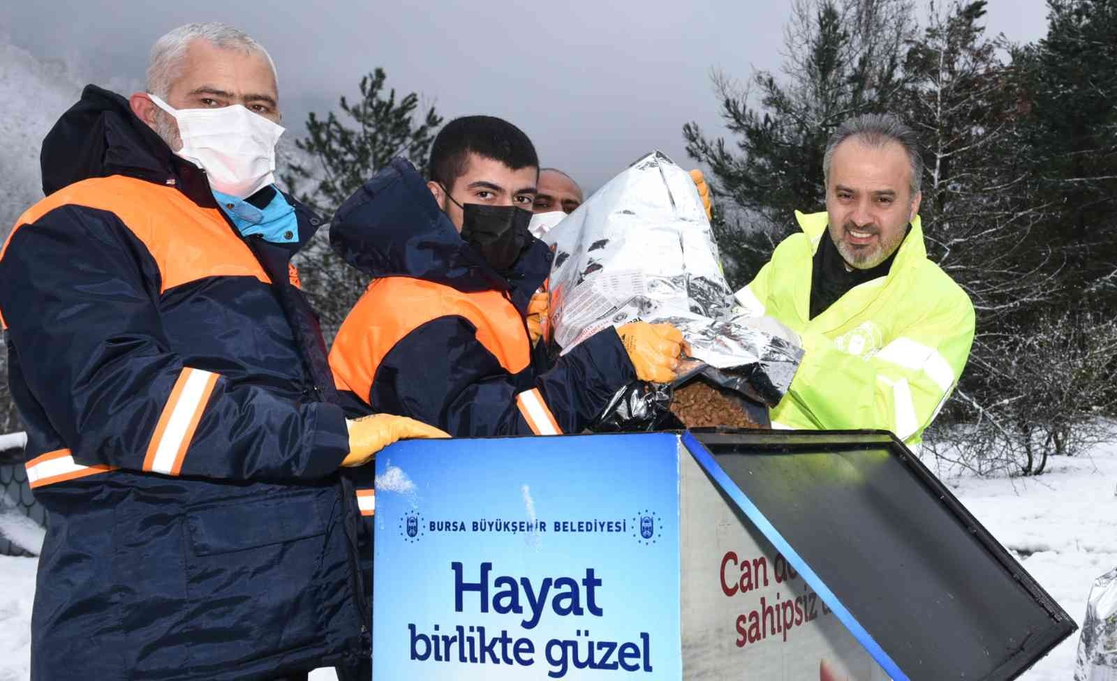 Sokak Hayvanları Bursada Sahipsiz Değil