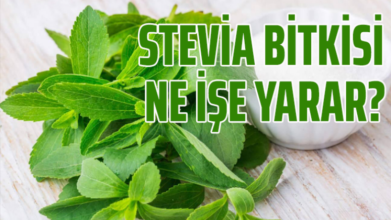 Stevia bitkisi ne işe yarar?