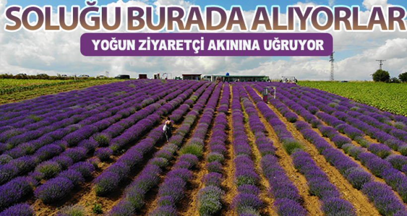 Stresinden Kaçan Soluğu Burada Alıyor
