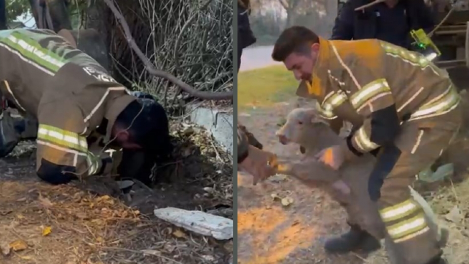 Su Kanalına Düşen Kuzu İçin Yolu Kazdılar