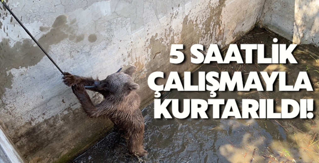 Sulama Kanalına Düşen Ayı, 5 Saatlik Çalışmayla Kurtarıldı