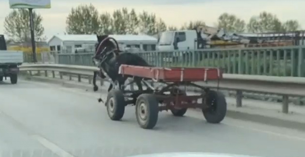 Sürücüsüz At Arabası Trafiği Bir Birine Kattı