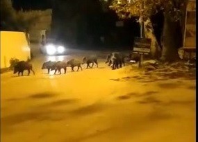 Bursa'da Aç Kalan Domuz Sürüsü İlçe Merkezine İndi