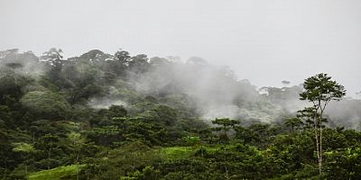 Hükümetler değişti, Brezilya ve Kolombiya'da ağaç kaybı azaldı