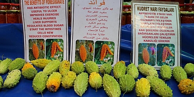 Yaraları İyileştiren Böyle Kudretli İlaç Yok