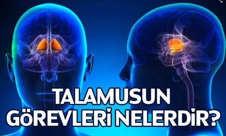 Talamusun görevleri nelerdir?