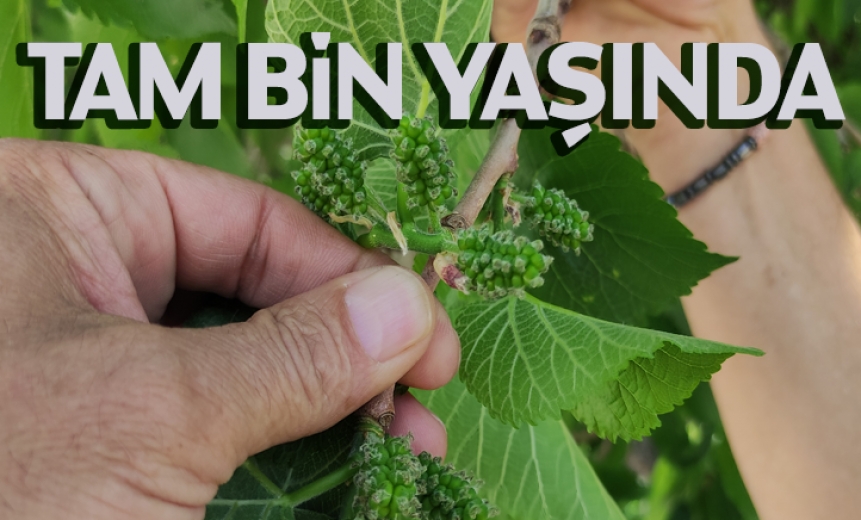 Tam Bin Yaşında!