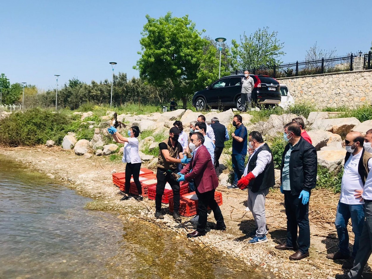 Tedavileri Tamamlanan Hayvanlar Doğaya Salındı