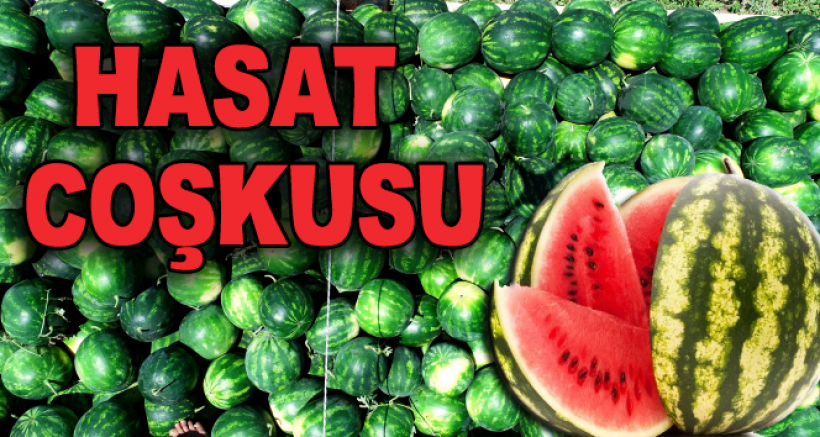 Tescilli Adana Karpuzunda Hasat Coşkusu