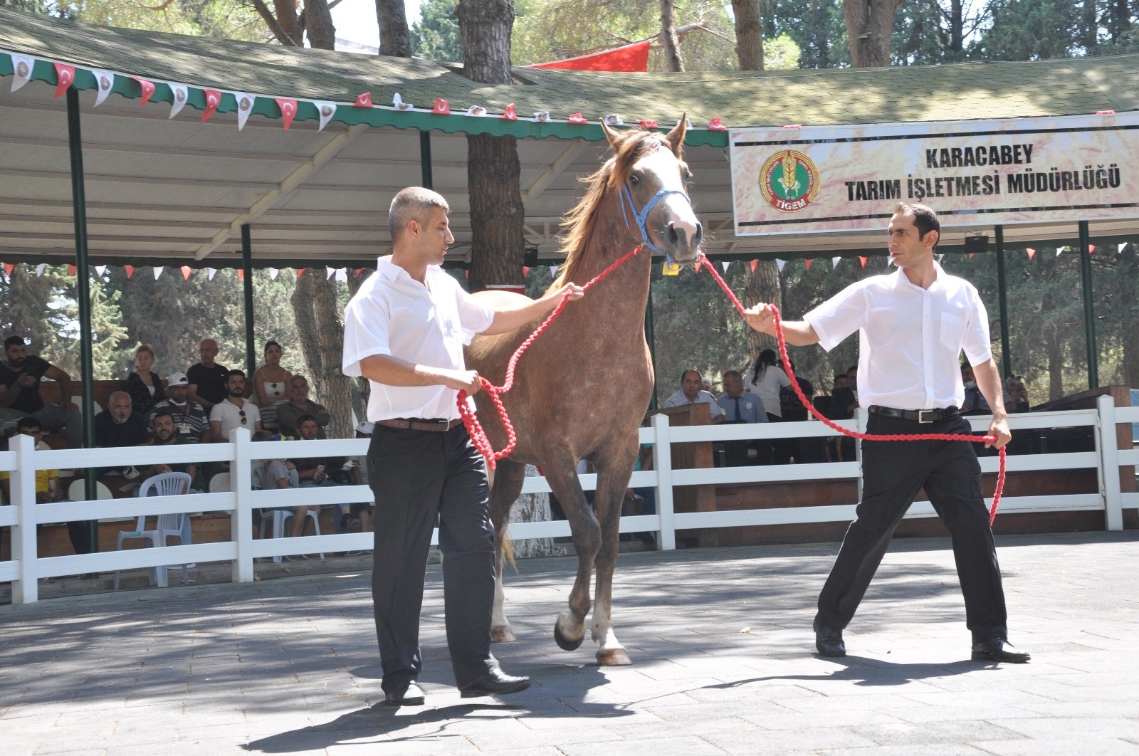 Tigem Tay Satışından Tek Seferde 3 Milyon 112 Bin Tllik Gelir Elde Etti